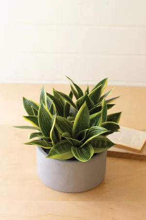 Artificial Hahnii In A Concrete Pot By Kalalou