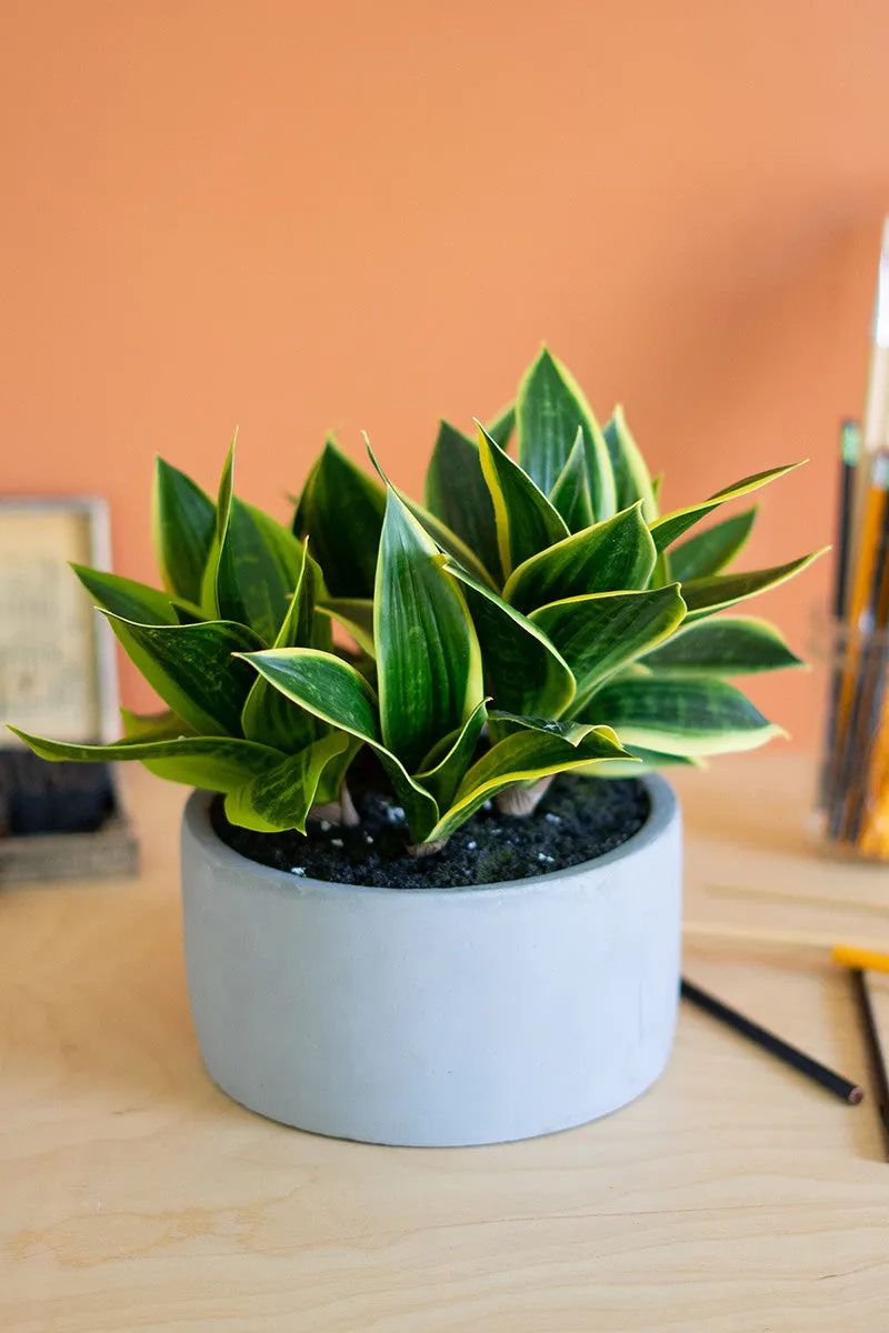 Artificial Hahnii In A Concrete Pot By Kalalou