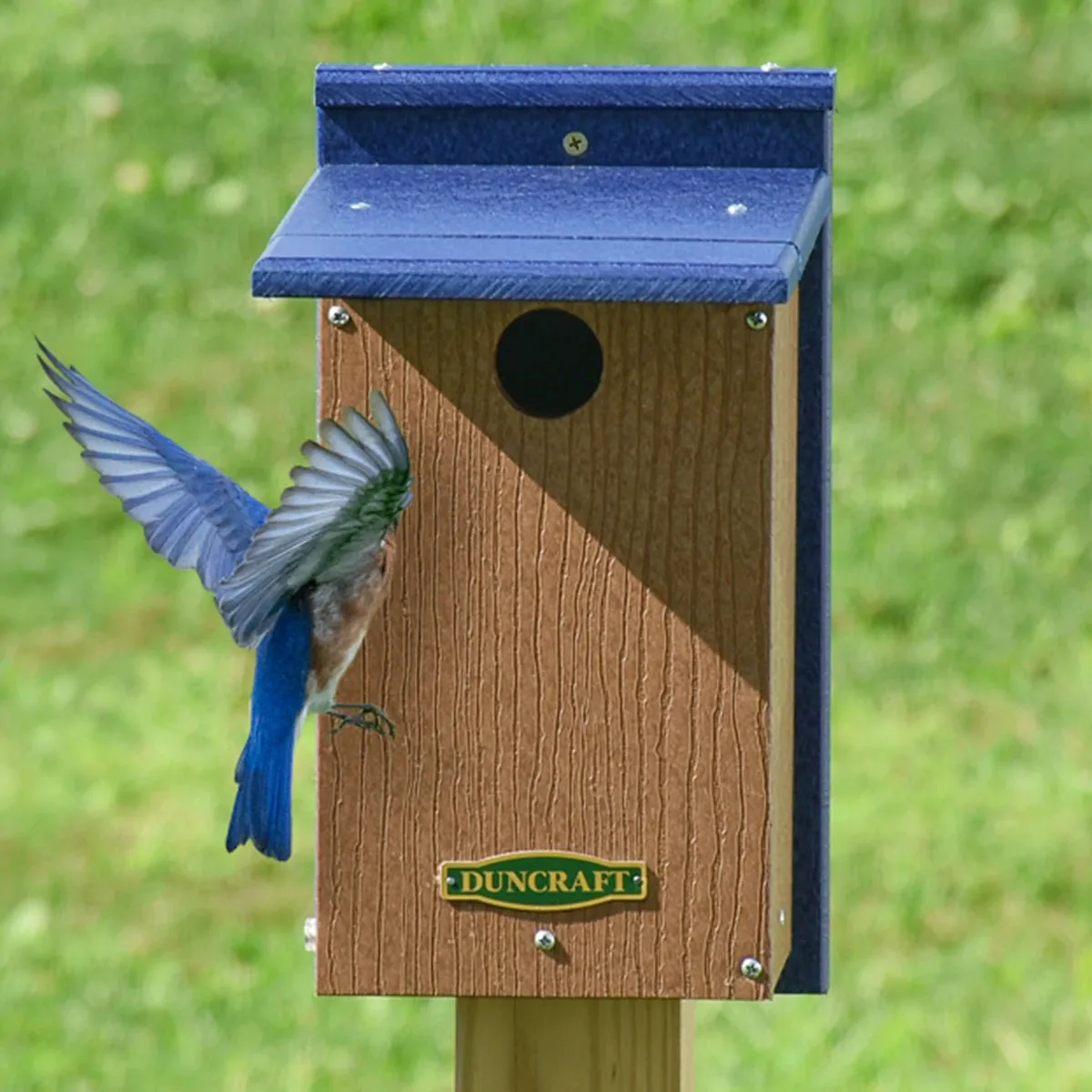 Duncraft Wren Shield Bluebird House with Side View