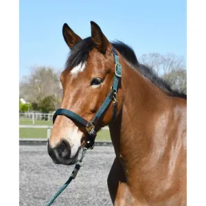 Heritage Anatomical Leather Lined Headcollar