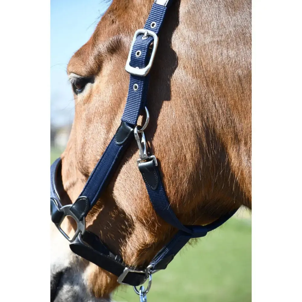 Heritage Anatomical Leather Lined Headcollar