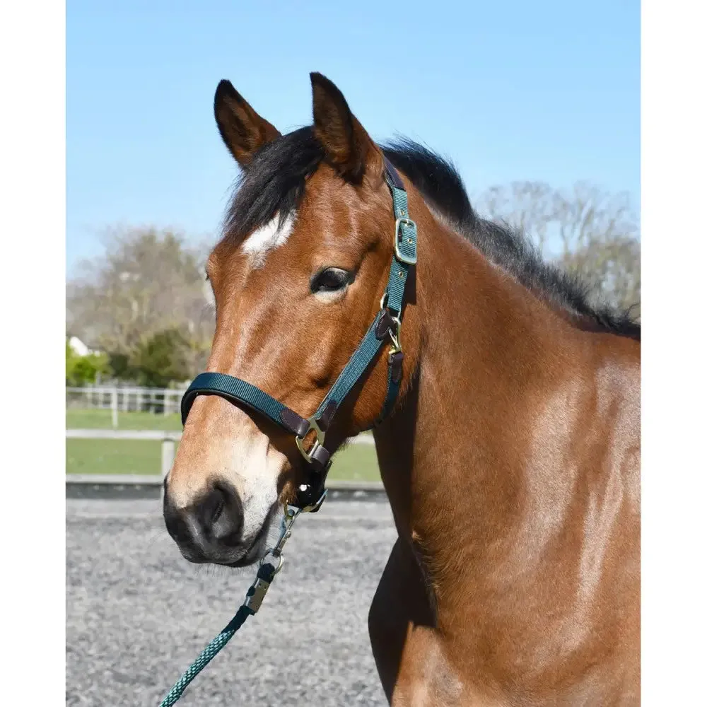 Heritage Anatomical Leather Lined Headcollar