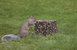 Jumbo Critter Block