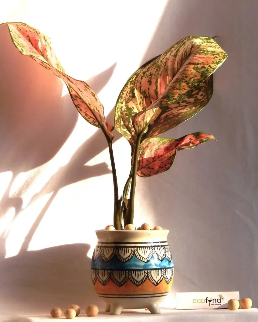 Mataka Design Ceramic Planter Without Flowers