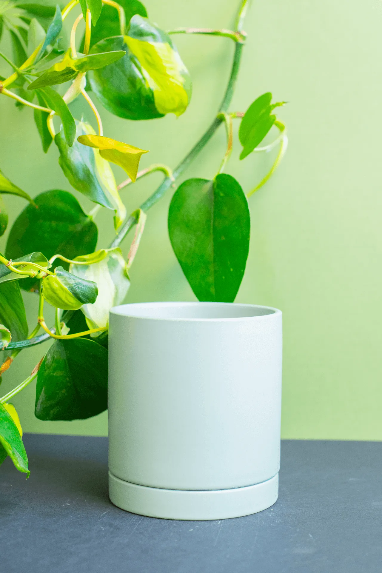 Planters: Ceramic Cylinder