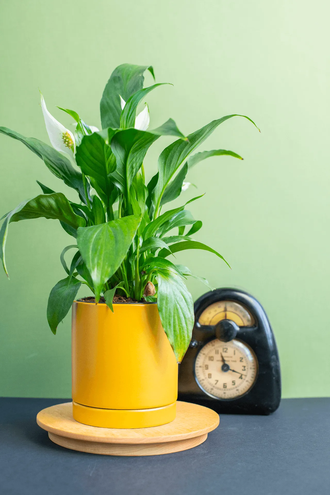Planters: Ceramic Cylinder