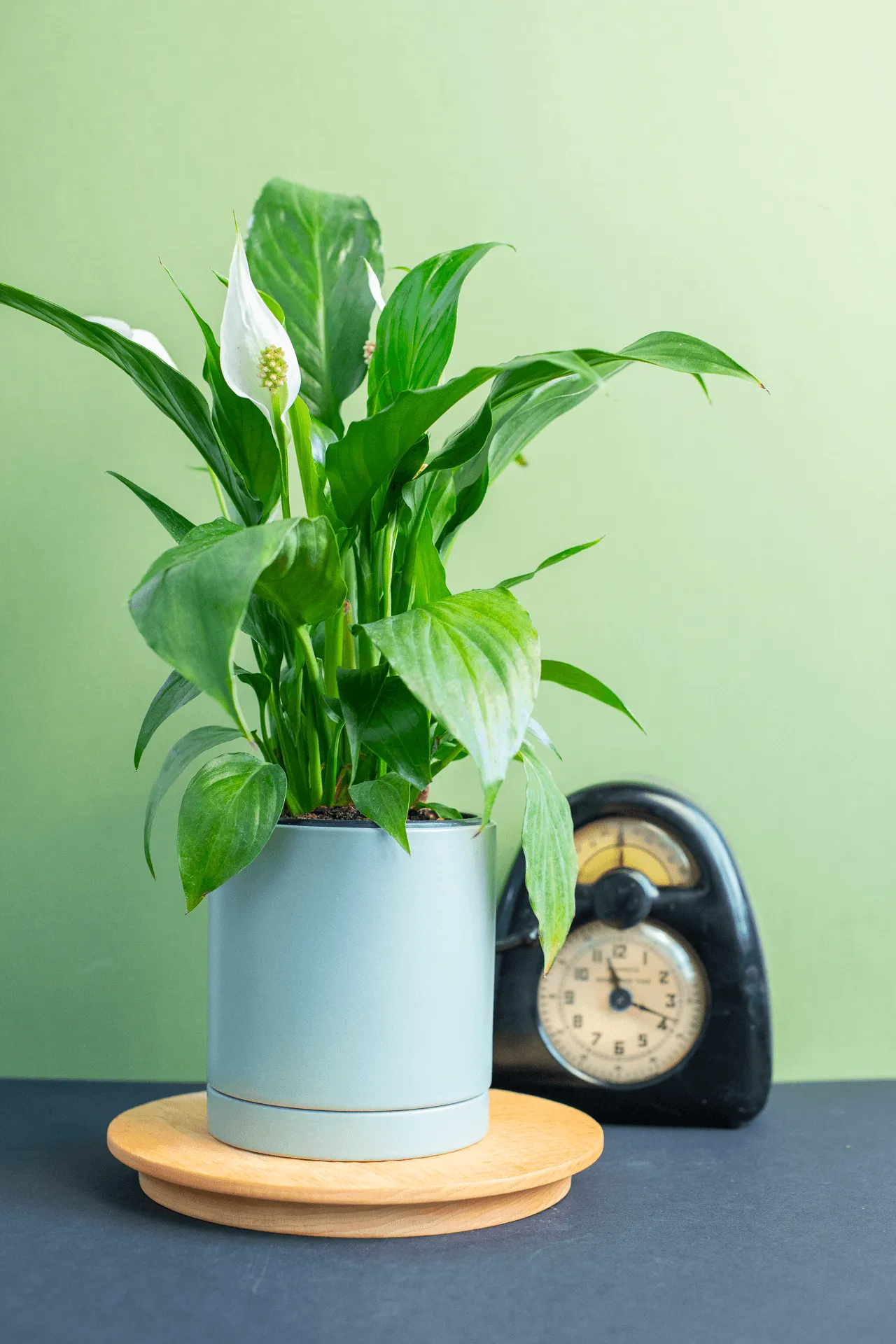 Planters: Ceramic Cylinder