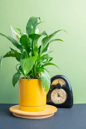 Planters: Ceramic Cylinder