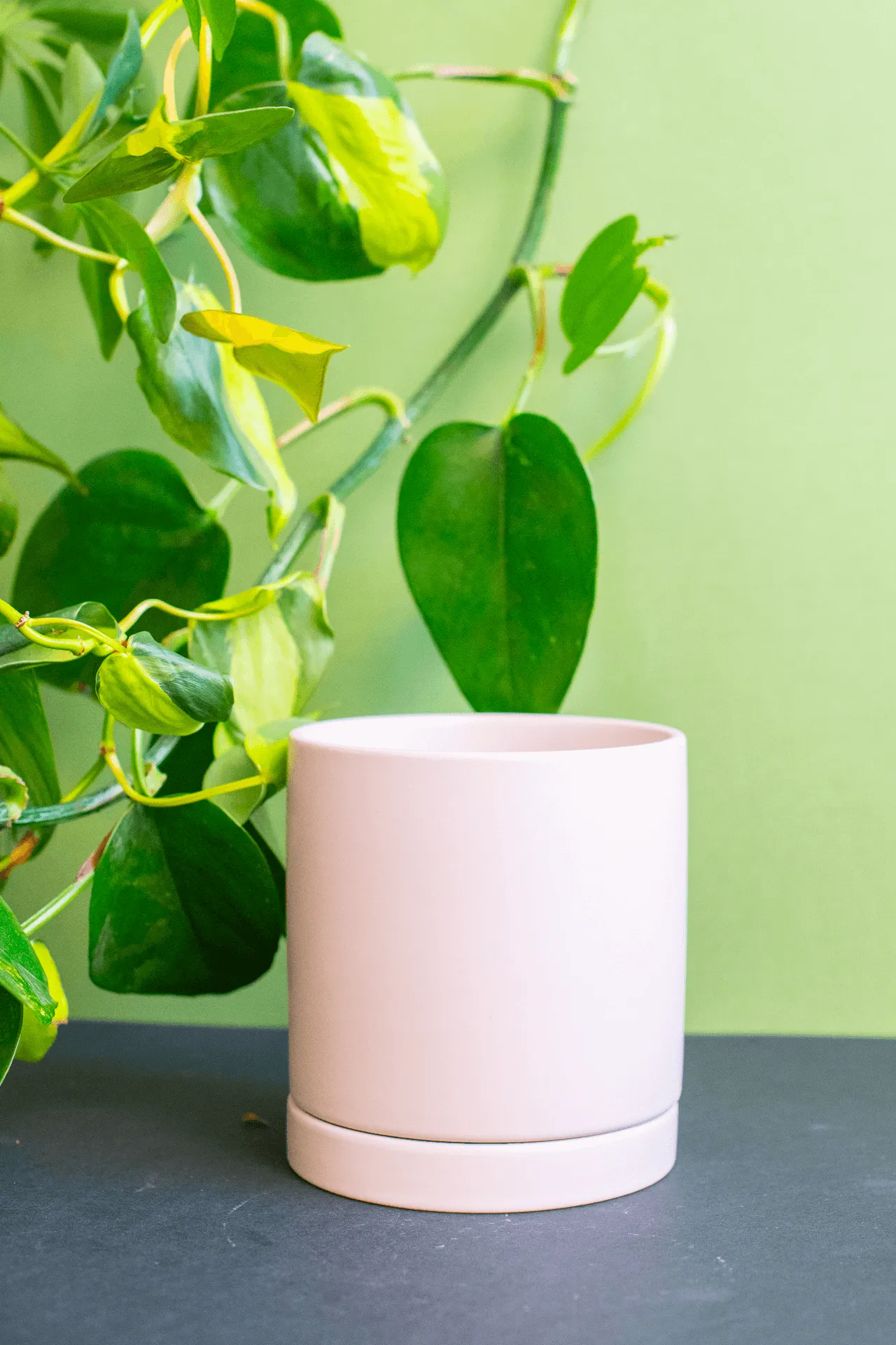Planters: Ceramic Cylinder