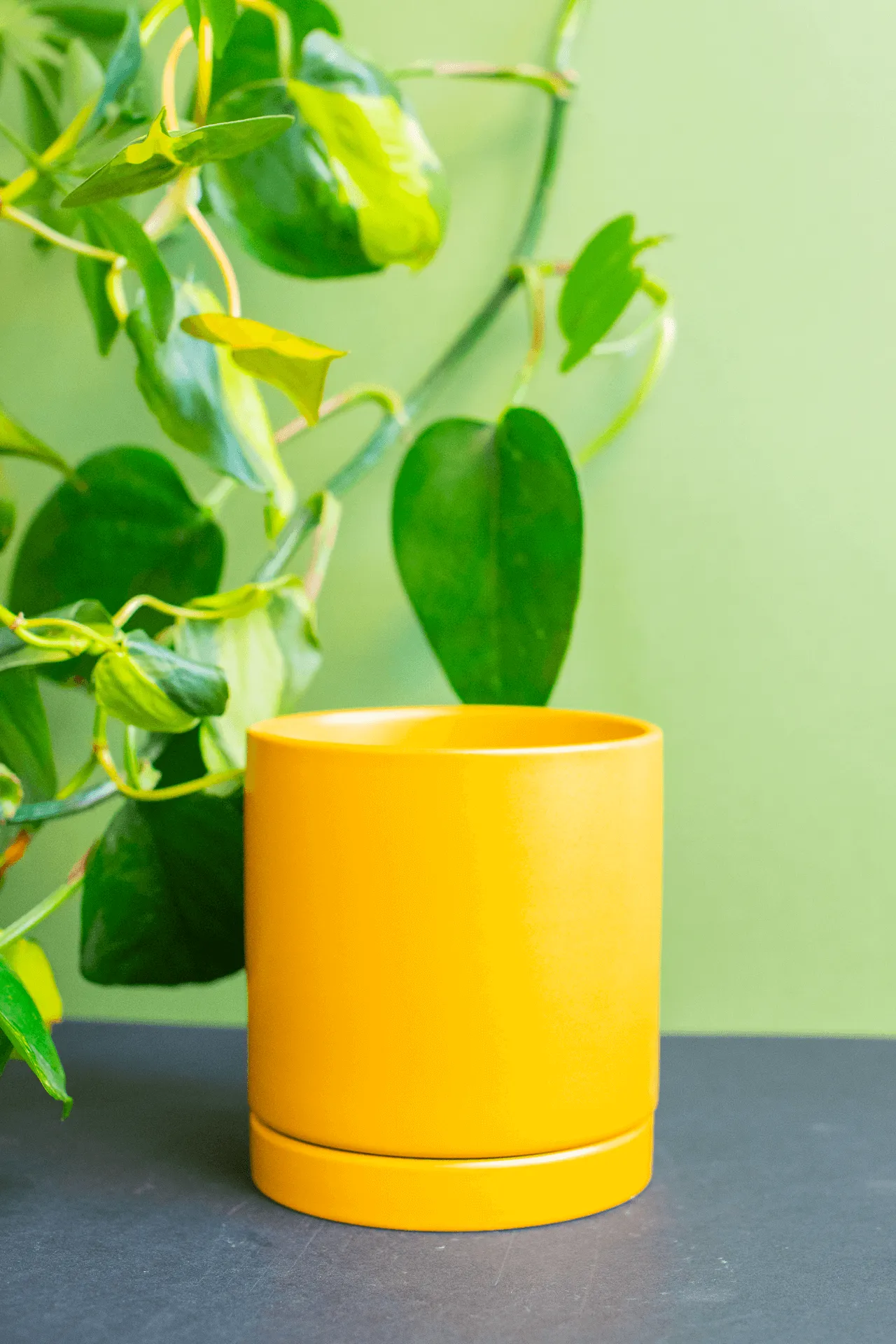 Planters: Ceramic Cylinder