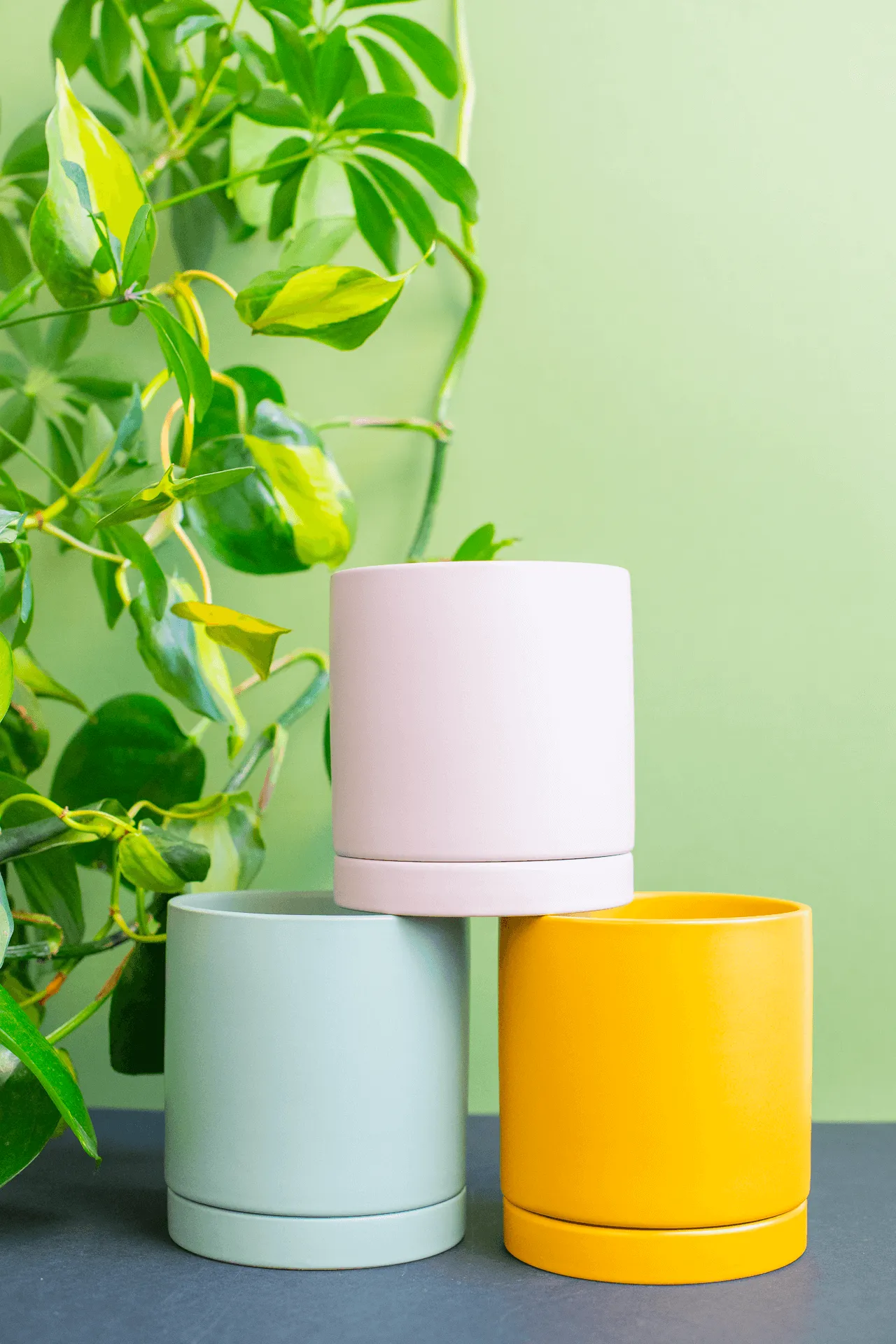 Planters: Ceramic Cylinder