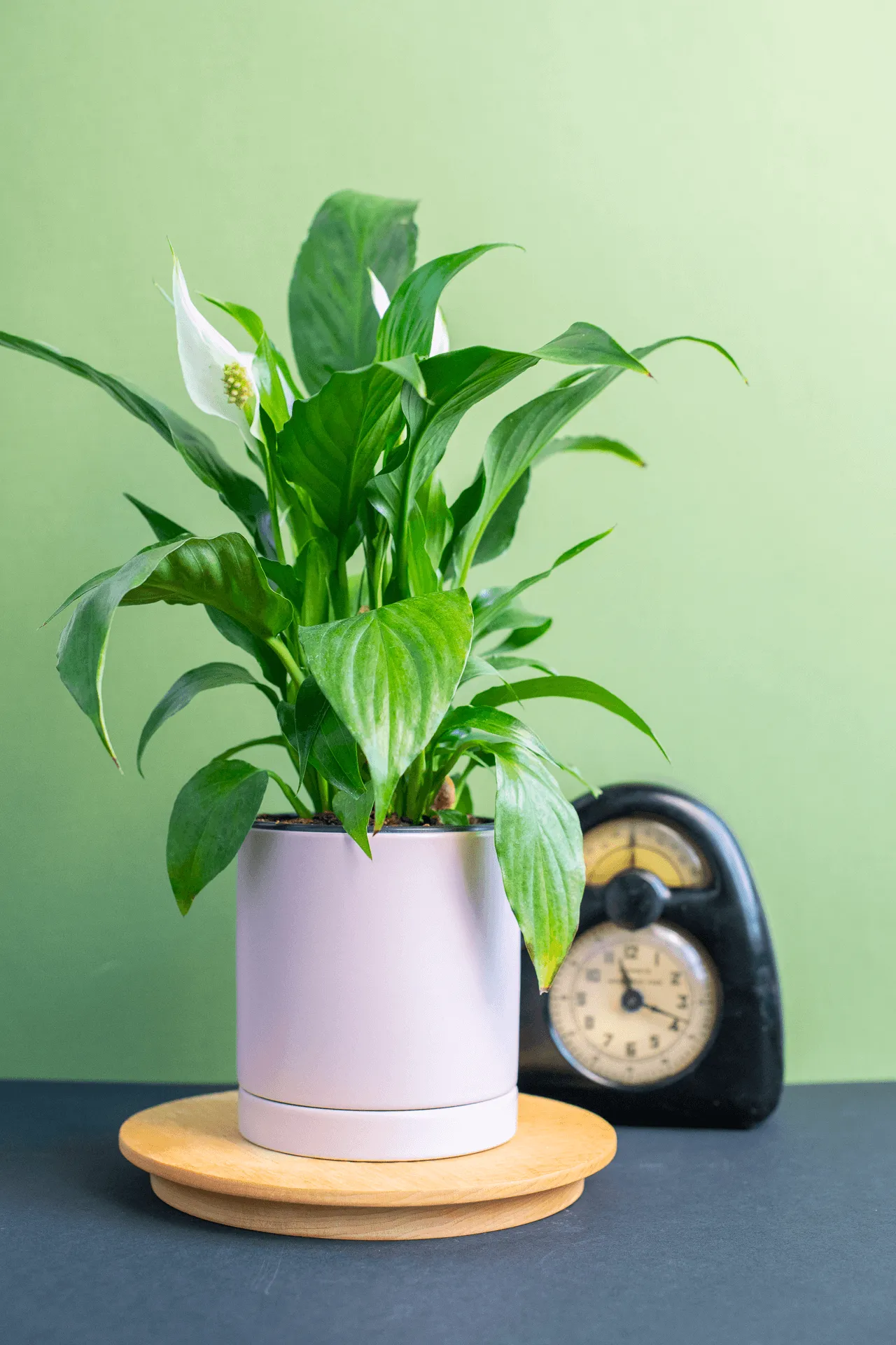 Planters: Ceramic Cylinder