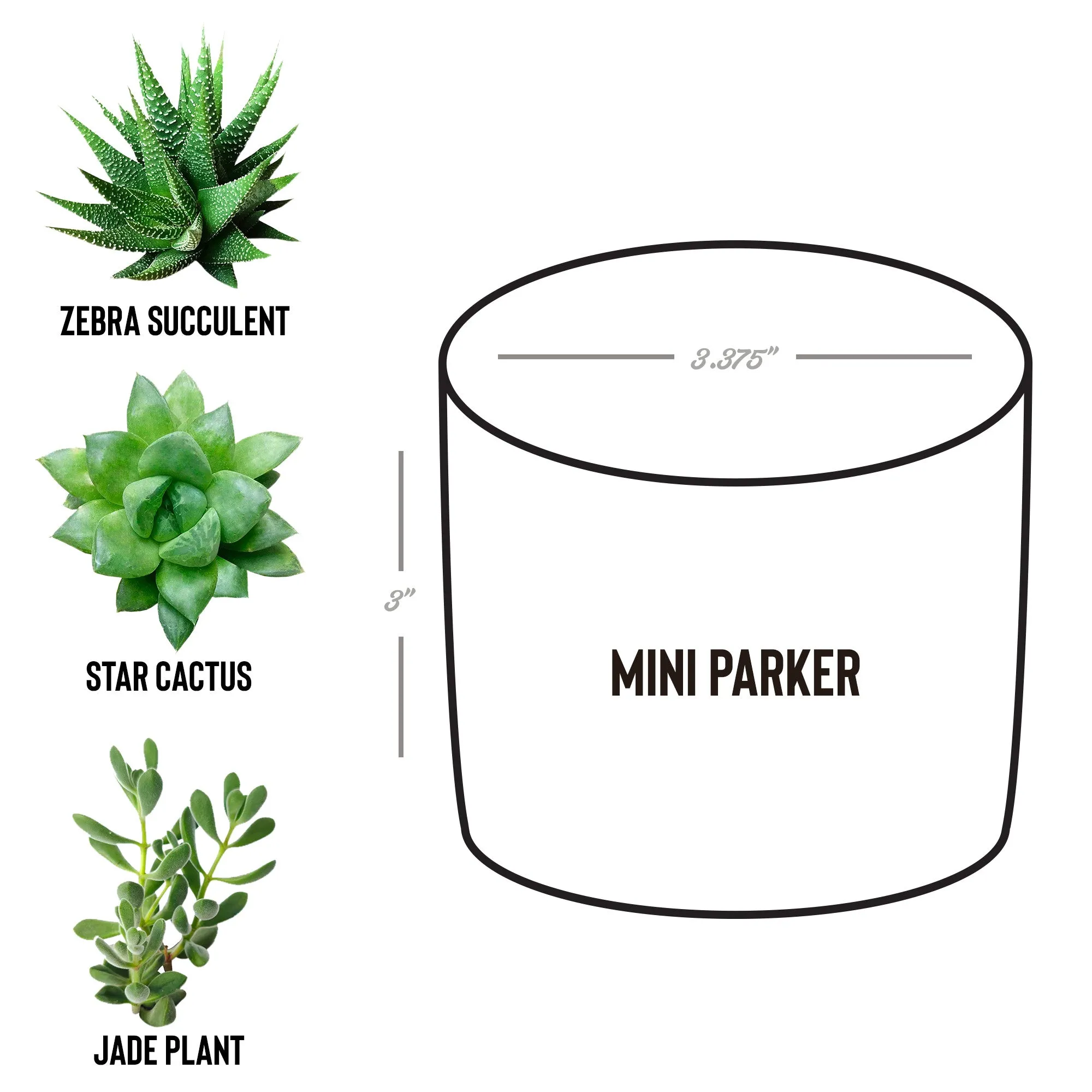 Sacred Roots: Eco-Friendly Mini Planters for Mindful Space