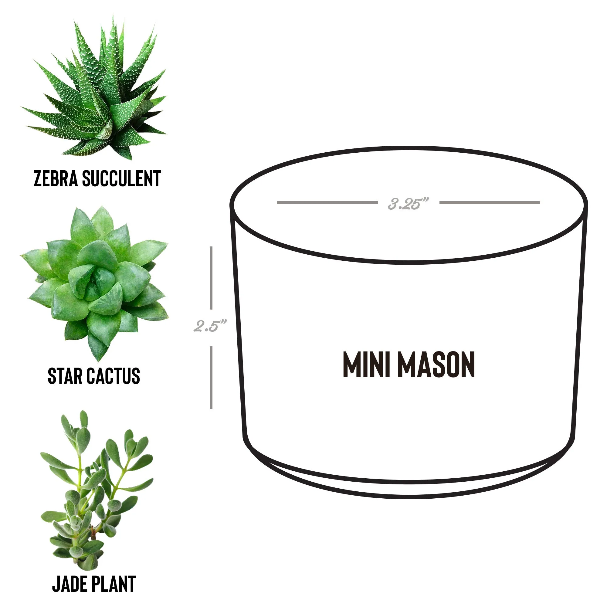 Sacred Roots: Eco-Friendly Mini Planters for Mindful Space