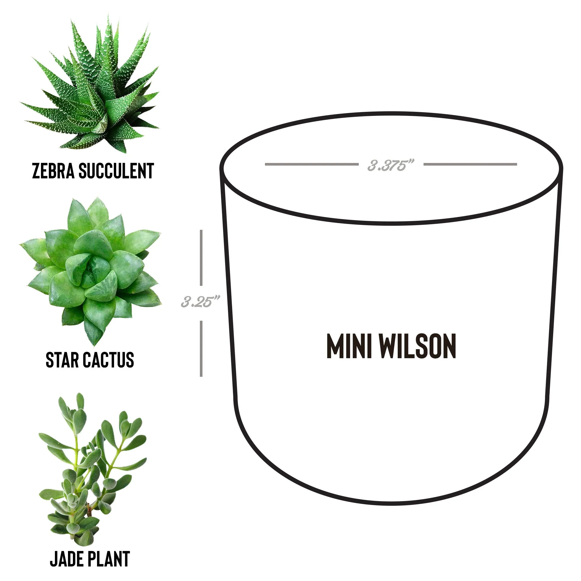 Sacred Roots: Eco-Friendly Mini Planters for Mindful Space