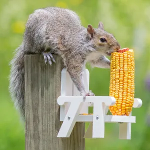 Squirrel's Corn-On-The-Cob Chair