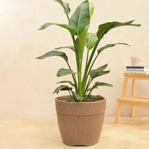 Ugaoo Barca Round Large Planter - Sand