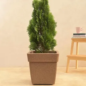 Ugaoo Barca Square Medium Planter - Sand